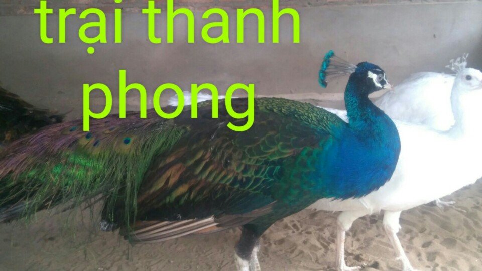 Trại Thanh Phong- Mr Phong 0917.10 99.10 chuyên cung cấp các loại chim trĩ, chim  công, gà đông tảo, gà đen indo, vịt uyên ương..
